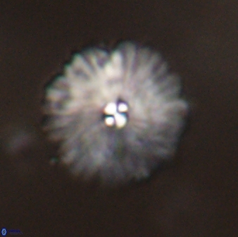 Davidbukrya perchnielseniae 55628