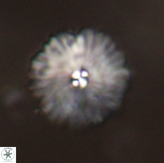 Davidbukrya perchnielseniae 55628