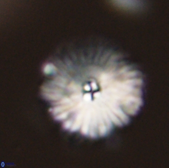 Davidbukrya perchnielseniae 55634