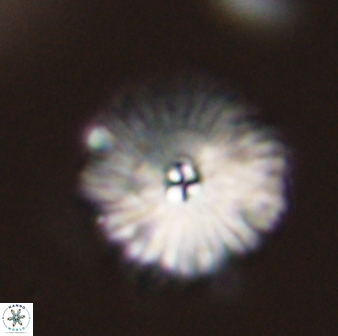 Davidbukrya perchnielseniae 55634