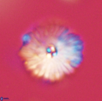 Davidbukrya perchnielseniae 55635