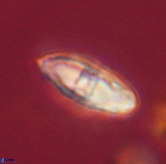 Davidbukrya perchnielseniae 55636