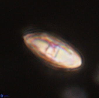 Davidbukrya perchnielseniae 55637