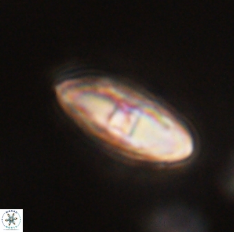 Davidbukrya perchnielseniae 55637