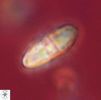 Davidbukrya perchnielseniae 55624