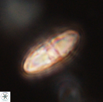 Davidbukrya perchnielseniae 55624