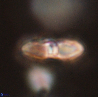 Davidbukrya perchnielseniae 55642