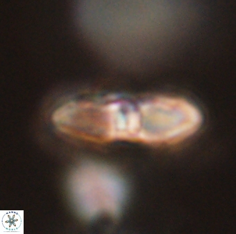 Davidbukrya perchnielseniae 55642