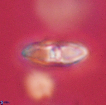 Davidbukrya perchnielseniae 55643