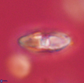 Davidbukrya perchnielseniae 55644