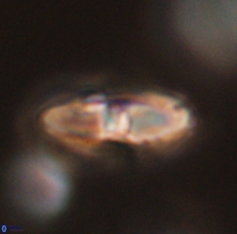 Davidbukrya perchnielseniae 55645