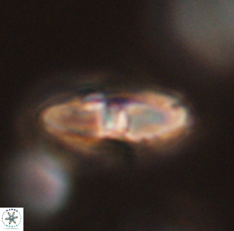 Davidbukrya perchnielseniae 55645