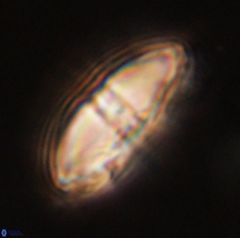 Davidbukrya perchnielseniae 58126