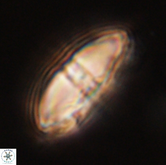 Davidbukrya perchnielseniae 58126