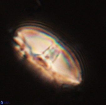 Davidbukrya perchnielseniae 58131