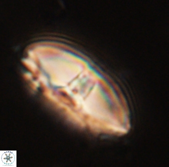 Davidbukrya perchnielseniae 58131