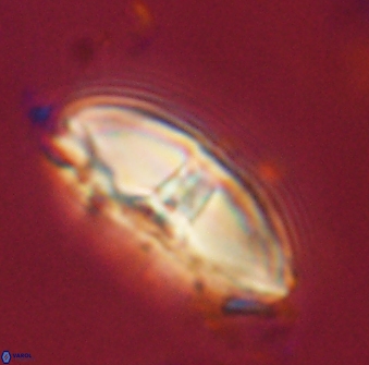 Davidbukrya perchnielseniae 58132