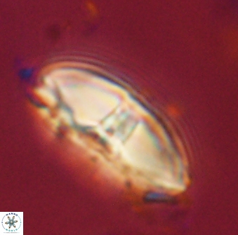 Davidbukrya perchnielseniae 58132