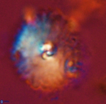 Davidbukrya perchnielseniae 58133