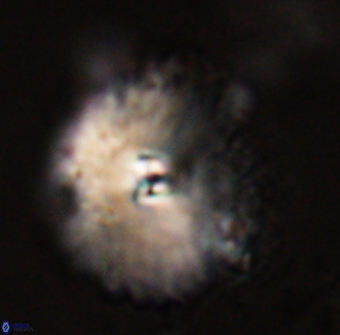 Davidbukrya perchnielseniae 58134