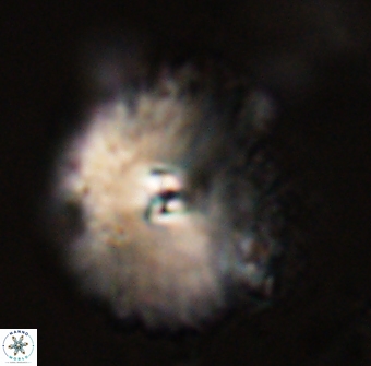 Davidbukrya perchnielseniae 58134