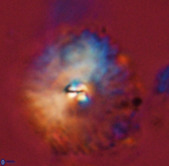 Davidbukrya perchnielseniae 58138