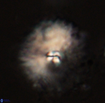 Davidbukrya perchnielseniae 58139