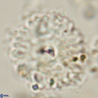 Davidbukrya perchnielseniae 58140