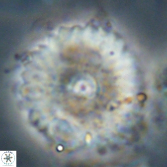 Davidbukrya perchnielseniae 58141
