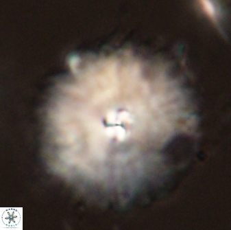 Davidbukrya perchnielseniae 58142