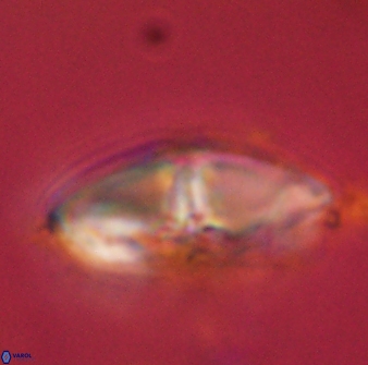 Davidbukrya perchnielseniae 58144