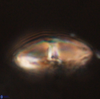 Davidbukrya perchnielseniae 58145