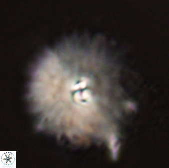 Davidbukrya perchnielseniae 58146
