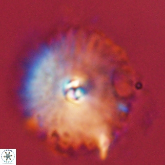 Davidbukrya perchnielseniae 58147