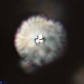 Davidbukrya perchnielseniae 69751