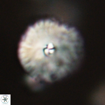 Davidbukrya perchnielseniae 69751