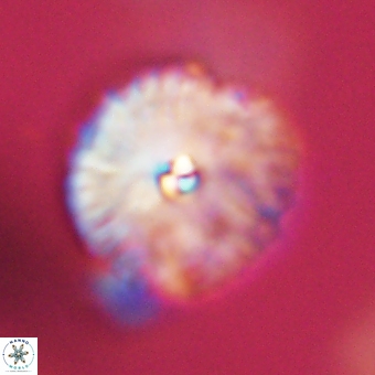 Davidbukrya perchnielseniae 69752