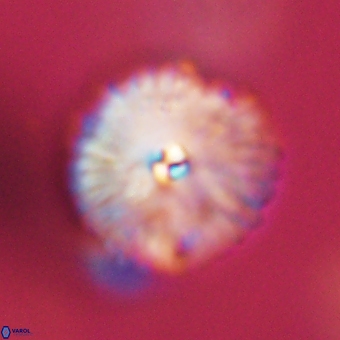 Davidbukrya perchnielseniae 69754