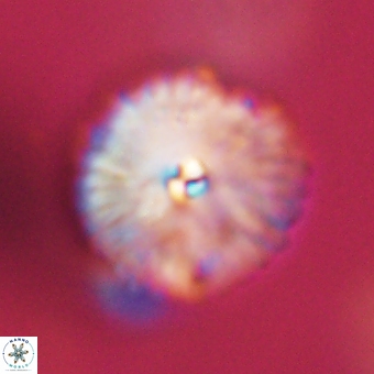 Davidbukrya perchnielseniae 69754
