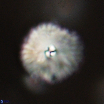 Davidbukrya perchnielseniae 69755