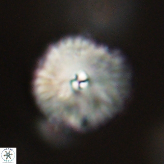 Davidbukrya perchnielseniae 69755