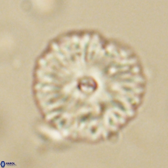 Davidbukrya perchnielseniae 69756