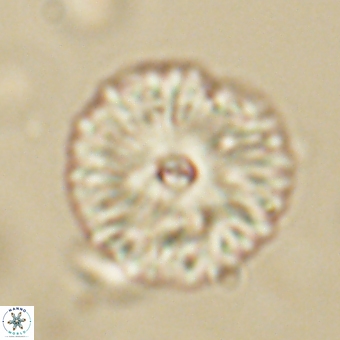 Davidbukrya perchnielseniae 69756
