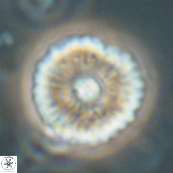 Davidbukrya perchnielseniae 69757