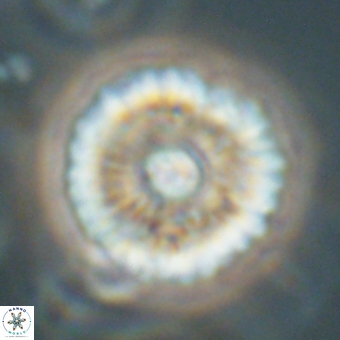 Davidbukrya perchnielseniae 69758