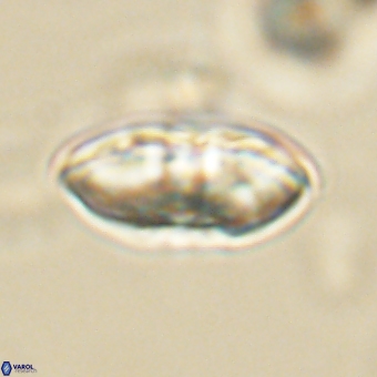 Davidbukrya perchnielseniae 69760