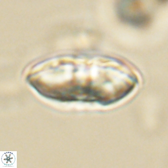Davidbukrya perchnielseniae 69760