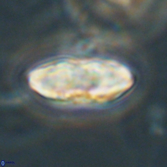 Davidbukrya perchnielseniae 69761