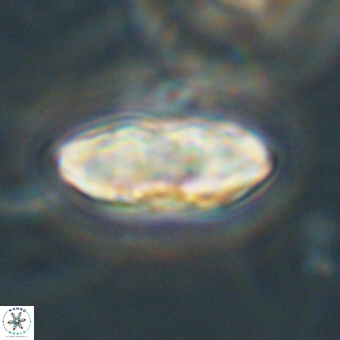 Davidbukrya perchnielseniae 69761
