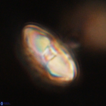 Davidbukrya perchnielseniae 69762